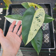 Load image into Gallery viewer, Philodendron Ilsemanii, Exact Plant Variegated Ships Nationwide

