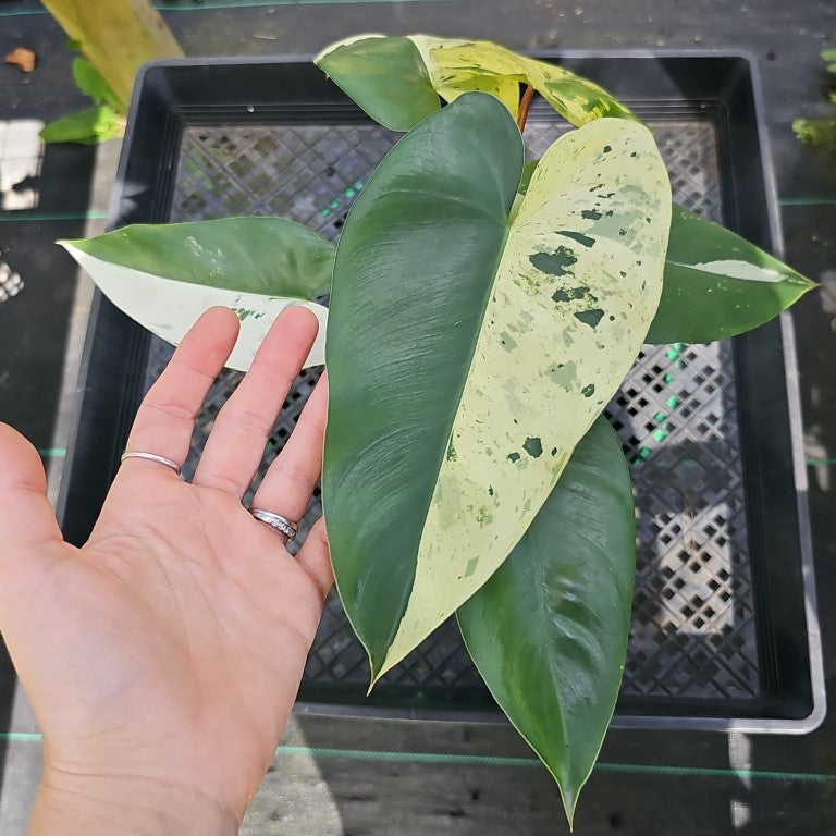 Philodendron Ilsemanii, Exact Plant Variegated Ships Nationwide