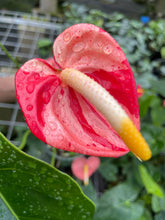 Load image into Gallery viewer, Anthurium Shibori Koi "orange speckled" exact plant, Fedex 2day*
