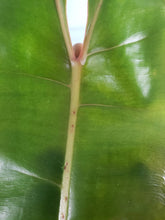 Load image into Gallery viewer, Billietiae Large, Exact Plant, Philodendron
