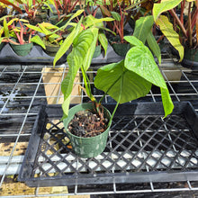 Load image into Gallery viewer, Philodendron Sharoniae, Exact Plant Ships Nationwide
