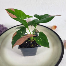 Load image into Gallery viewer, Syngonium Red Spot Tricolor Variegated 2.5&quot; Pot, Fedex 2 day*
