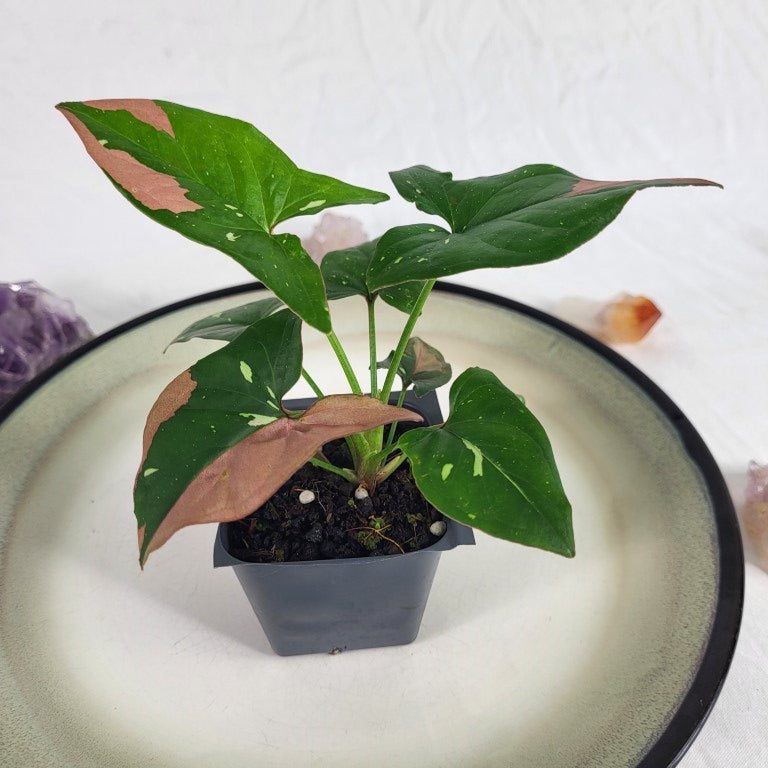 Syngonium Red Spot Tricolor Variegated 2.5