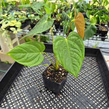 Load image into Gallery viewer, Anthurium Moodeanum x Veitchii, exact plant, Fedex 2day*
