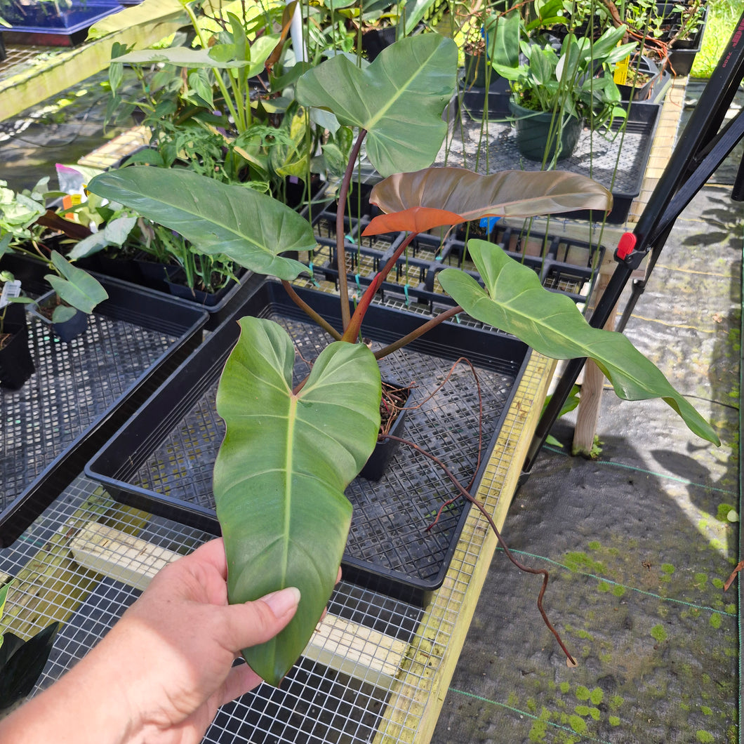 Philodendron Dark Lord, Exact Plant Ships Nationwide
