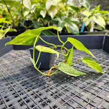 Load image into Gallery viewer, Philodendron Hederaceum, Heart Leaf, Exact Plant Variegated Ships Nationwide
