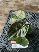 Load image into Gallery viewer, Alocasia wentii aurea, Exact Plant Ships Nationwide
