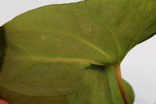 Load image into Gallery viewer, Anthurium Papillilaminum &#39;Fort Sherman&#39; x &#39;Ralph Lynam&#39; Exact Plant
