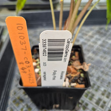 Load image into Gallery viewer, Alocasia Polly Aurea variegated exact plant, Fedex 2day*
