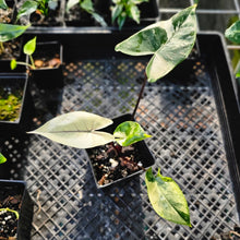 Load image into Gallery viewer, Alocasia Macrorhizza Black Stem, Exact Plant Variegated
