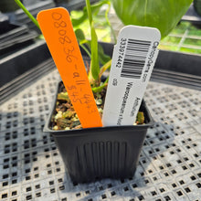 Load image into Gallery viewer, Anthurium Warocqueanum x Noid exact plant, Fedex 2day*
