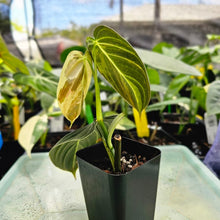 Load image into Gallery viewer, Philodendron Melanochrysum, Exact Plant Variegated Ships Nationwide
