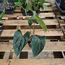 Load image into Gallery viewer, Anthurium Papillilaminum Fort Sherman, Exact Plant Ships Nationwide
