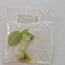 Load image into Gallery viewer, Alocasia Dragon Scale Aurea Variegated tissue culture 2DayAir
