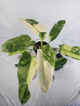Load image into Gallery viewer, Jose Buono, Exact Plant, variegated Philodendron

