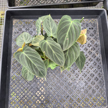 Load image into Gallery viewer, Philodendron Splendid, Exact Plant Ships Nationwide
