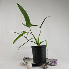 Load image into Gallery viewer, Philodendron Holtonianum, Exact Plant

