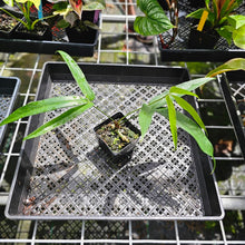 Load image into Gallery viewer, Anthurium Polydactylum, Exact Plant
