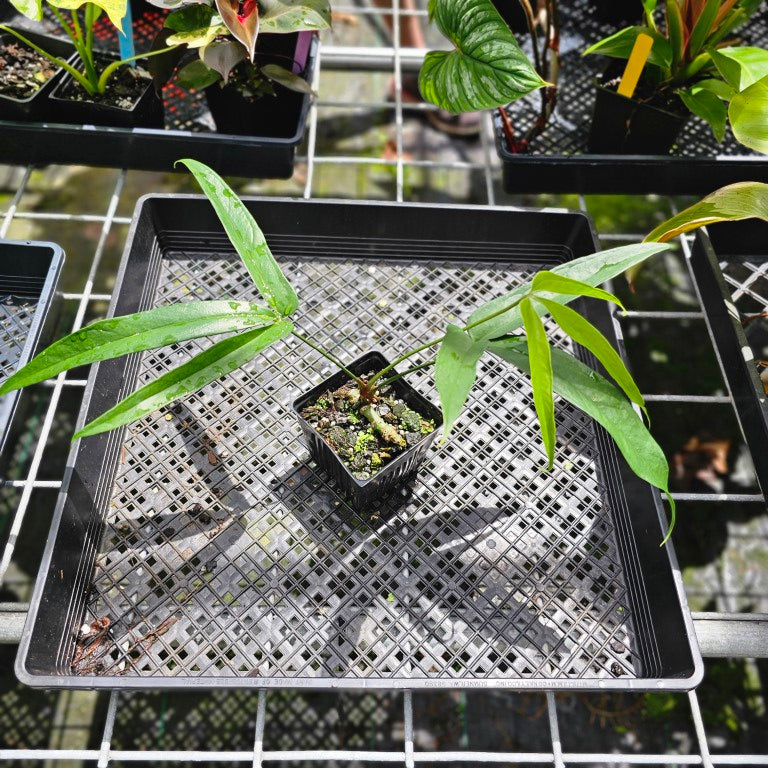 Anthurium Polydactylum, Exact Plant