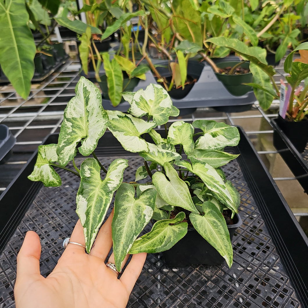 Syngonium Three Kings Magic Marble, Exact Plant Variegated Ships Nationwide