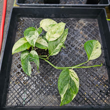 Load image into Gallery viewer, Epipremnum Pinnatum Marble, Exact Plant Variegated triple plant pot Ships Nationwide
