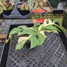 Load image into Gallery viewer, Rhaphidophora Tetrasperma Albo, Exact Plant Variegated Ships Nationwide
