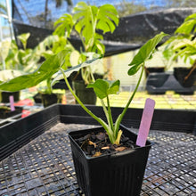 Load image into Gallery viewer, Alocasia Odora, Okinawa Silver, Exact Plant Variegated
