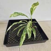 Load image into Gallery viewer, Rhaphidophora Megasperma Variegated exact plant, Fedex 2day*
