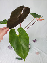 Load image into Gallery viewer, Red Beauty, Exact Plant, Anthurium
