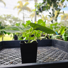 Load image into Gallery viewer, Philodendron Hederaceum, Heart Leaf, Exact Plant Variegated Ships Nationwide
