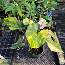 Load image into Gallery viewer, Anthurium Andraeanum White Heart, Exact Plant Variegated Ships Nationwide
