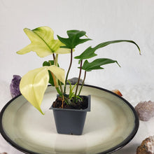 Load image into Gallery viewer, Philodendron Florida Ghost, Exact Plant Ships Nationwide
