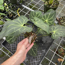 Load image into Gallery viewer, Anthurium Besseae Aff exact plant, Fedex 2day*
