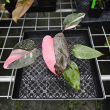 Load image into Gallery viewer, Philodendron Pink Princess Galaxy, Exact Plant Variegated
