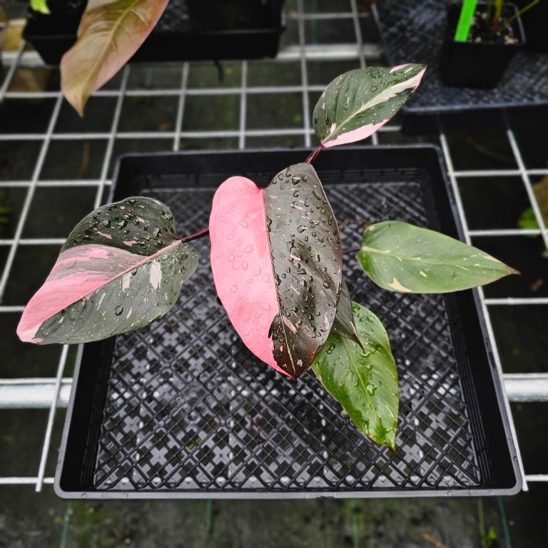 Philodendron Pink Princess Galaxy, Exact Plant Variegated