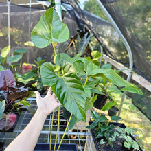 Load image into Gallery viewer, Anthurium Decipiens, Exact Plant X-Large
