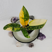 Load image into Gallery viewer, Philodendron Green Congo Nuclear, Exact Plant Variegated
