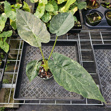 Load image into Gallery viewer, Alocasia Wentii, Exact Plant Variegated Ships Nationwide
