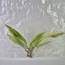 Load image into Gallery viewer, Philodendron Caramel Marble variegated tissue culture 2DayAir
