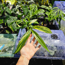 Load image into Gallery viewer, Epipremnum Amplissimum, Exact Plant Variegated Ships Nationwide
