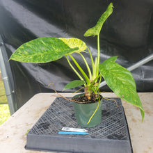 Load image into Gallery viewer, Philodendron Giganteum, Exact Plant Variegated Ships Nationwide
