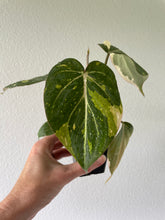 Load image into Gallery viewer, Philodendron Gloriosum Exact Plant Ships nationwide
