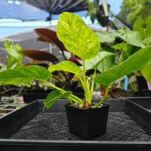 Load image into Gallery viewer, Philodendron Giganteum, Exact Plant Variegated
