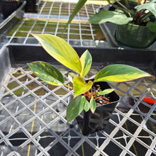Load image into Gallery viewer, Philodendron Red Congo, Exact Plant Variegated Ships Nationwide
