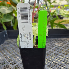 Load image into Gallery viewer, Alocasia Ninja, Exact Plant Variegated Ships Nationwide
