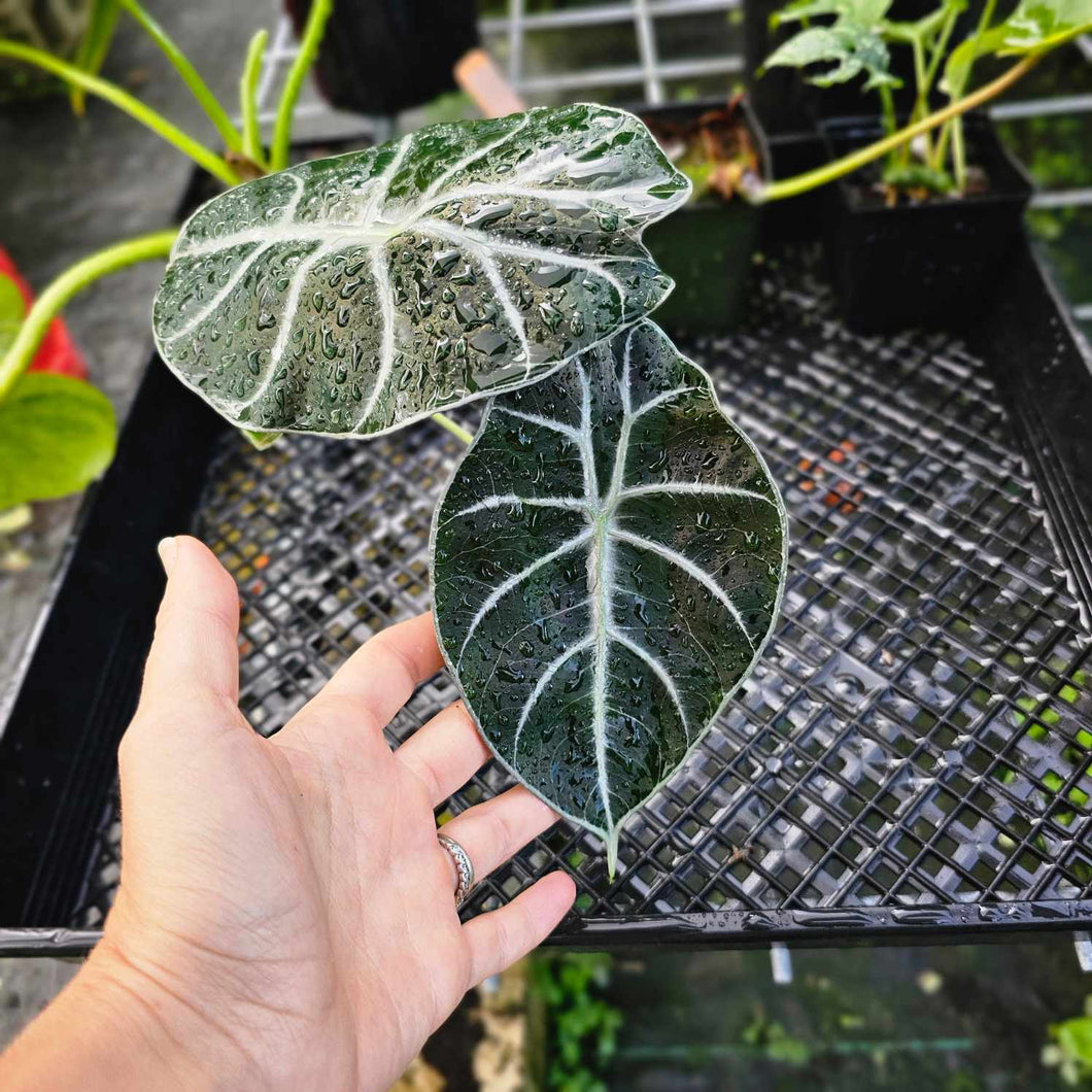 Alocasia Grandis, Exact Plant