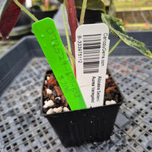 Load image into Gallery viewer, Alocasia Sedenii Aurea Variegated, Exact Plant Ships Nationwide
