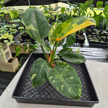 Load image into Gallery viewer, Philodendron Green Congo Nuclear Variegated exact plant, Fedex 2day*

