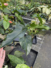 Load image into Gallery viewer, Philodendron Thaumatophyllum Goeldii X Selloum "African Fantasy exact plant, Fedex 2day*
