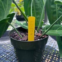 Load image into Gallery viewer, Anthurium Warocqueanum, Queen, Exact Plant

